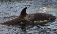 У косаток в «китовой тюрьме» эксперты заметили странные кожные изменения, Фото: 11