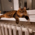 На конкурс astv.ru прислали больше ста фото теплолюбивых сахалинских котиков, и они потрясающие, Фото: 55