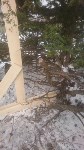 Краснокнижные тисы в городском парке Южно-Сахалинска оказались под угрозой, Фото: 2