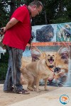 В рамках выставки беспородных собак в Южно-Сахалинске 8 питомцев обрели хозяев, Фото: 191