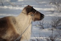 Якутские олени обживаются на севере Сахалина: фоторепортаж из Ногликского района, Фото: 107