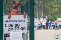 В рамках выставки беспородных собак в Южно-Сахалинске 8 питомцев обрели хозяев, Фото: 262