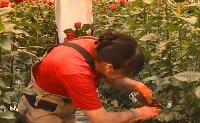 В совхозе «Тепличный» срезают первые в сезоне сахалинские розы, Фото: 1