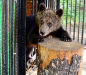Медведица Юлька празднует ровно год после новоселья в сахалинском зоопарке, Фото: 4