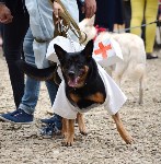В рамках выставки беспородных собак в Южно-Сахалинске 8 питомцев обрели хозяев, Фото: 223