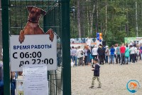 В рамках выставки беспородных собак в Южно-Сахалинске 8 питомцев обрели хозяев, Фото: 28