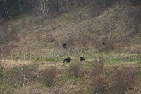 Сахалинцы встретили семью медведей, Фото: 9