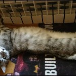 На конкурс astv.ru прислали больше ста фото теплолюбивых сахалинских котиков, и они потрясающие, Фото: 96
