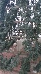 Жители Красногорска расстроились из-за прозрачной новогодней ёлки, Фото: 3