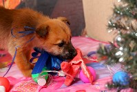 Маленьким бездомным щенкам устроили новогоднюю фотосессию, Фото: 3