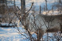 Якутские олени обживаются на севере Сахалина: фоторепортаж из Ногликского района, Фото: 34