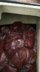 Более шести тонн неучтенного осьминога обнаружили на пяти японских судах у Курил, Фото: 1