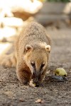 Сахалинский зоопарк просит горожан поделиться овощами и фруктами со зверями, Фото: 2