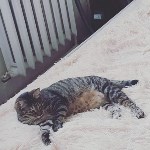 На конкурс astv.ru прислали больше ста фото теплолюбивых сахалинских котиков, и они потрясающие, Фото: 23