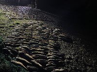 Браконьеров с сотнями хвостов горбуши и кеты задержали на Сахалине, Фото: 3