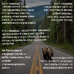 Правила, которые реально спасут от нападения медведя, Фото: 5