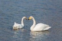 Лебеди в Невельске в 2026 году, Фото: 3