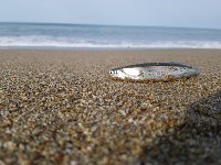 Нерестящаяся мойва выбрасывается на берег в Охотском , Фото: 1