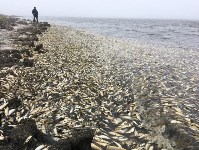 Экологи обвиняют "Эксон" в гибели сельди у берегов Сахалина, Фото: 5