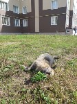 Догхантеры убивают собак на глазах у детей в Южно-Сахалинске, Фото: 7