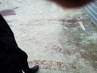 Лошадь подвесили на кран-балке на арестплощадке в Новоалександровске, Фото: 5
