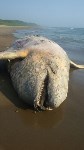 Мертвое морское животное, Фото: 4