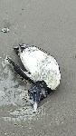 Мёртвые птицы на берегу в Стародубском, Фото: 4