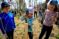 Сотни сахалинцев приняли участие во Всероссийской акции посадки леса, Фото: 3