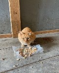 Бабушка на курильском острове Шикотан тратит пенсию на корм для брошенных 20 котов, Фото: 3