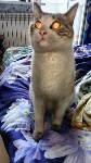 Мужчину, кота и кошку спасли при пожаре в Южно-Сахалинске, Фото: 5