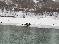 Сивучи в дождь катаются на льдине у берегов Шикотана, Фото: 3