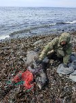 Тюлень с практически отрезанной головой пришёл за помощью к сахалинцам, Фото: 5