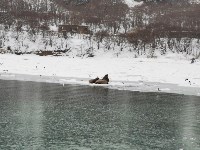Сивучи в дождь катаются на льдине у берегов Шикотана, Фото: 5