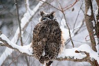 Курильчан просят воздержаться от поездок на снегоходе в местах гнездования филинов, Фото: 4