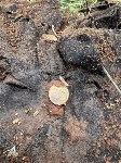 На острове Шумшу нашли останки красноармейца, Фото: 5