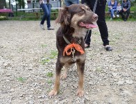 В рамках выставки беспородных собак в Южно-Сахалинске 8 питомцев обрели хозяев, Фото: 141