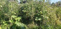Травой зарос проход к частным домам в Тымовском, Фото: 4