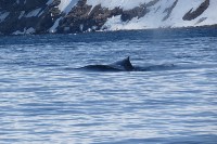 Горбатых китов заметили у берегов Парамушира , Фото: 4