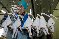 Поездка Кожемяко по сельхозпредприятиям, Фото: 1
