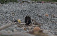 Медведи раскопали сардины, выброшенные на побережье Курил ещё зимой, Фото: 1