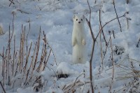 Фотосессия милых горностаев, Фото: 2