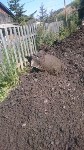 Авиационную бомбу нашли при прокладке водопровода в Углегорске, Фото: 1