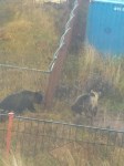 Двух молодых медведей заметили недалеко от школы в Курильске, Фото: 3