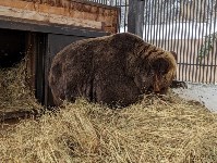 Сахалинский зоопарк показал на видео, как медведи готовятся к спячке, Фото: 2
