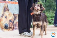 В рамках выставки беспородных собак в Южно-Сахалинске 8 питомцев обрели хозяев, Фото: 174