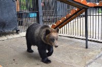 Медведица Юлька празднует ровно год после новоселья в сахалинском зоопарке, Фото: 8