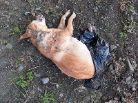 Изувеченную собаку нашли под окнами собутыльника ее хозяина в Новоалександровске, Фото: 3