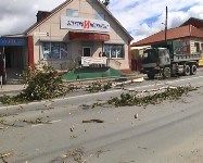 Дерево упало на проезжавший по дороге автомобиль в Южно-Сахалинске, Фото: 3
