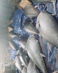 Тонны самой дорогой в мире рыбы достанутся курильчанам, Фото: 2