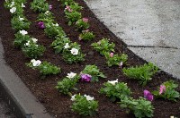 Сотни цветов украсили сквер Пограничников в Южно-Сахалинске , Фото: 4